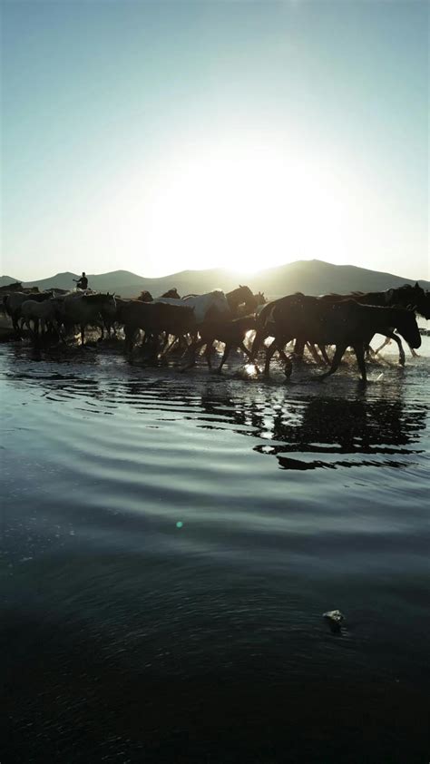 Horses Mating Videos, Download The BEST Free 4k Stock Video Footage