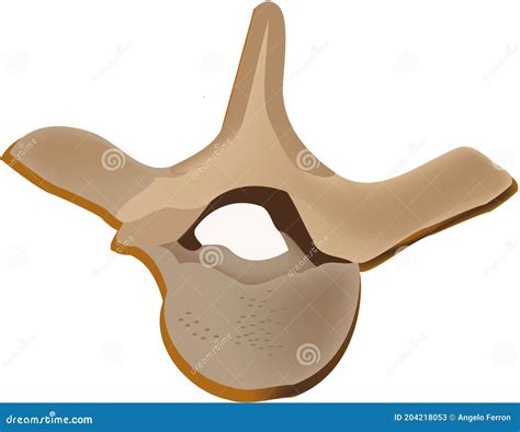 Bones Of The Human Body Thoracic Vertebrae Vertebrae Cartoon Vector