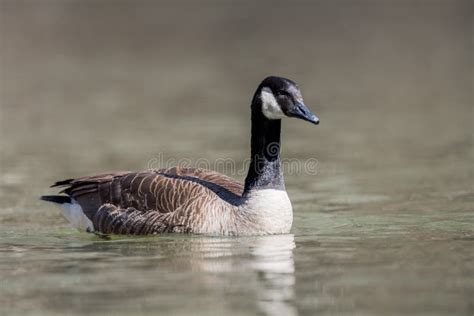 Canada Goose Swimming stock photo. Image of full, beautiful - 111483698