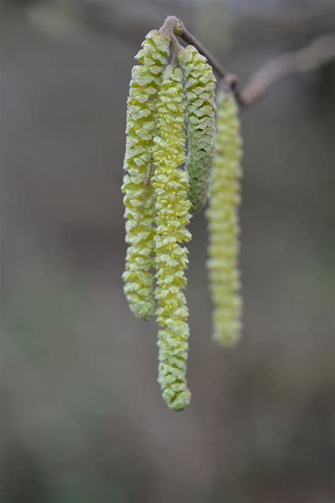 Corylus Avellana Hazel Clifton Grove Nottingham SK5435 Flickr