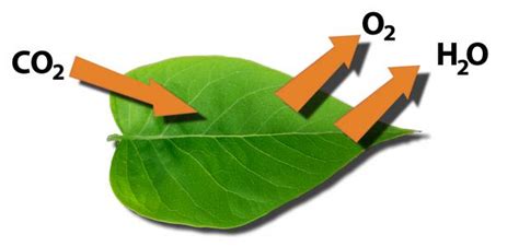 What is the process of transpiration