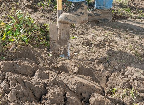 Travailler Et Planter Dans Un Sol Lourd Et Argileux