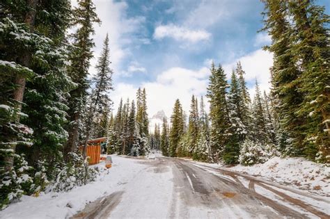 Premium Photo Pine Forest And Rocky Mountains On The Road With Snow