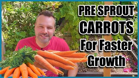 How To Grow Carrots Best Way To Pre Sprout Carrot Seeds Growing