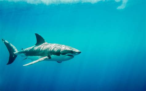 How Fast Can Sharks Swim? - American Oceans