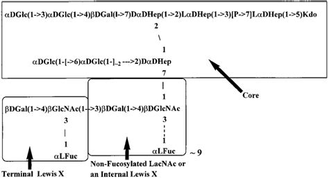 The Complete Structure Of Ochain And Core Regions Of The LPS From H