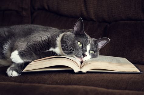 Кот С Книжкой Картинки – Telegraph