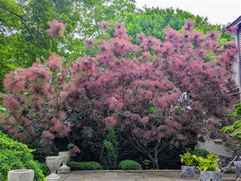 The Smoke Bushes at Cantitoe Corners - The Martha Stewart Blog