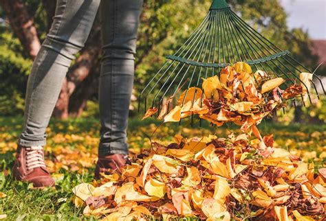 Utiliser Les Feuilles Mortes Au Jardin Coop Rative Agricole De Nice