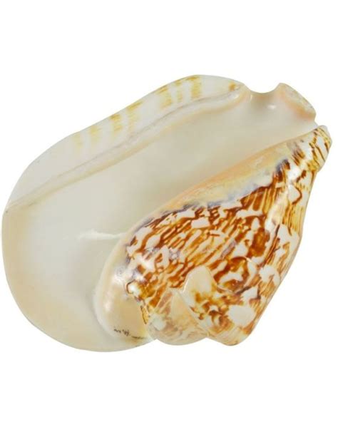 Broad Pacific Conch Strombus Latissimus Polished Decorative Shell