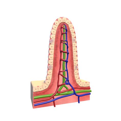 Microvilli Diagram