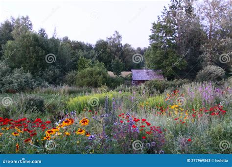 Red Lychnis Flowers In The Summer Garden Silene Chalcedonica Maltese