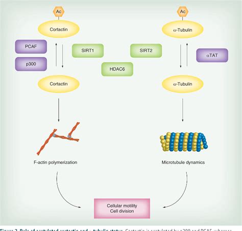 Pdf Histone Deacetylase In Health And Disease Semantic Scholar