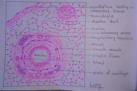 Lung Histology Diagram