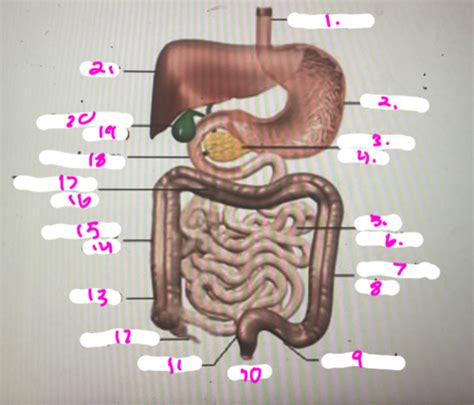 Digestive System Upper GI Flashcards Quizlet