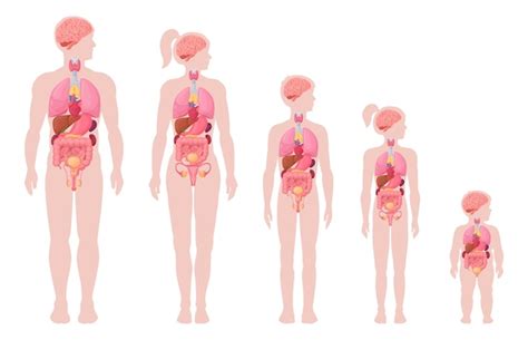 Infografía del cuerpo humano dibujos animados hombre mujer niño y bebé