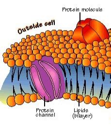 Molecular Biology The Cell Membrane Flashcards Memorang