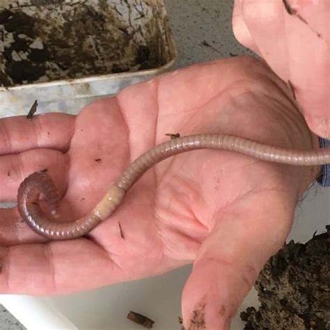 Visiting the Earthworm Research Group | Earthworm Society of Britain