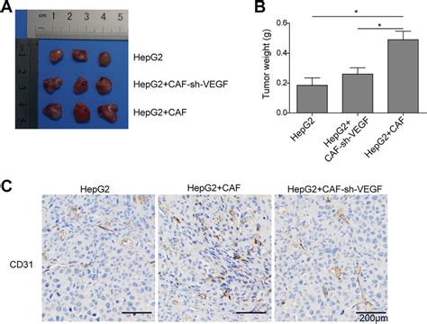 Cancer Associated Fibroblasts Promote Angiogenesis Via VEGF Secretion