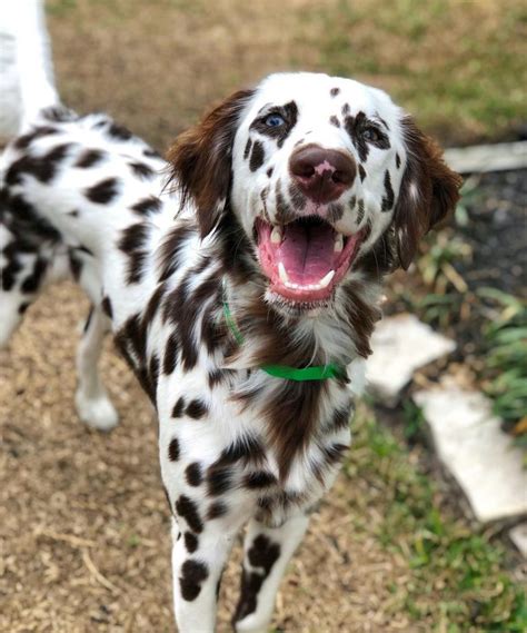 Long Haired Dalmatian: Facts, Puppy Price & Guide | Puplore