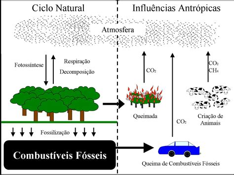 O Ciclo Do Carbono Pode Ser Resumido No Esquema - RETOEDU