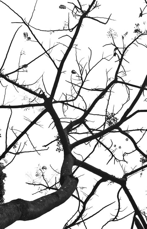 tree branches  sky background  stock photo