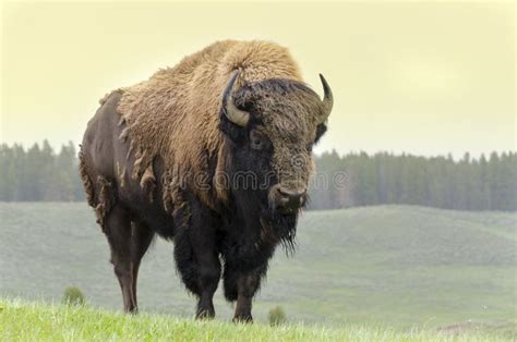 Thundering Herd of American Bison Stock Image - Image of hoofed ...