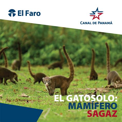 El Gatosolo Mam Fero Sagaz El Faro Canal De Panam