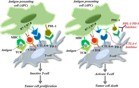 Working Mechanism Of CTLA 4 And PD 1 On Cancer Cells The Activation Of