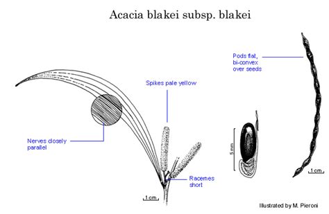 Factsheet Acacia Blakei Subsp Blakei