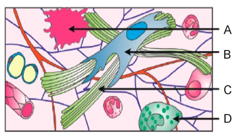 Given is the diagrammatic sketch of a certain type of connective tissue ... 