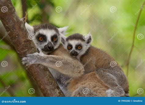 Ringtail Lemur stock photo. Image of endemic, primate - 7993282