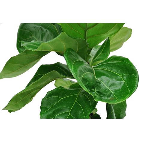 Costa Farms Fiddle Leaf Fig Ficus Lyrata Bush House Plant In 10 In Pot