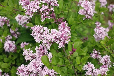 Lilac Leaves Turning Yellow - Gardential.com