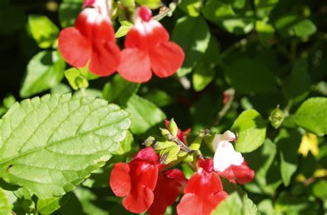 Florez Nursery Salvia Hot Lips