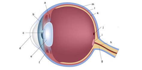 Eye And Ear Anatomy Flashcards Quizlet