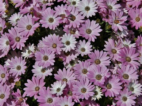 Osteospermum Ecklonis Osteospermum Ecklonis Dc Norl As Flickr