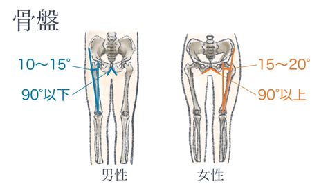 骨盤について 1－骨盤や骨盤まわりの筋肉構造とその役割を知ろう！ 晴れの空 整体院【春日駅・後楽園駅周辺】