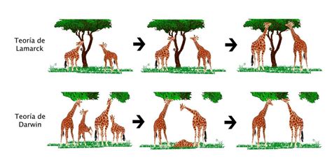 Charles Darwin Biografía Teoría Aportaciones Y Mucho Más