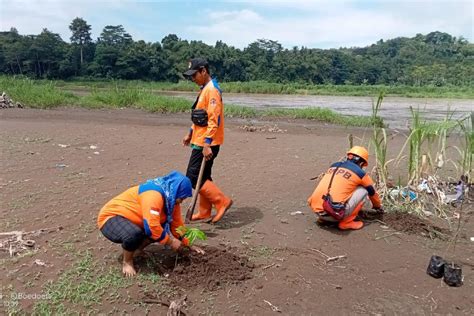 Kurangi Risiko Bencana Ribuan Pohon Ditanam Di Pinggir Sungai Progo