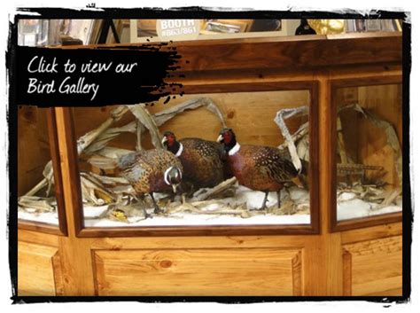 Bird Taxidermy Advanced Taxidermy