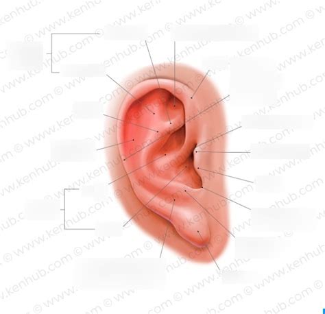 outer ear Diagram | Quizlet