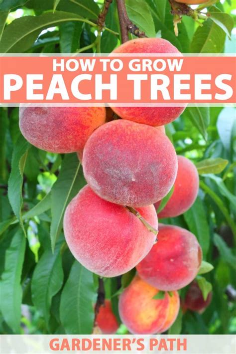 How To Grow And Care For Peach Trees Gardener’s Path