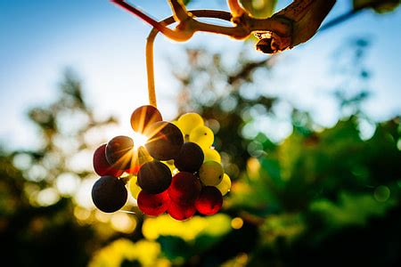 Royalty-Free photo: Grapes in a vineyard at sunset | PickPik