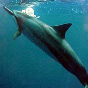 Spinner Dolphin Behavior, pictures, Why do Spinner Dolphins Spin?