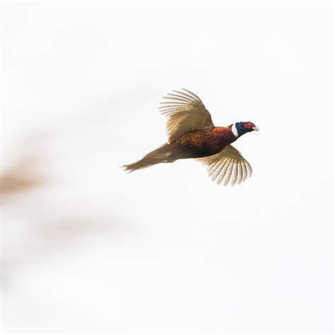 Upland Bird Quail And Pheasant Hunting At Pintail Hunting Club