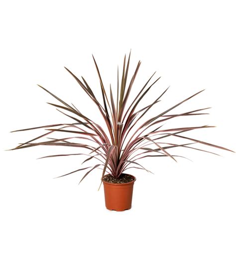 Cordyline Australis Cordyline Australis Paso Doble Evanthia