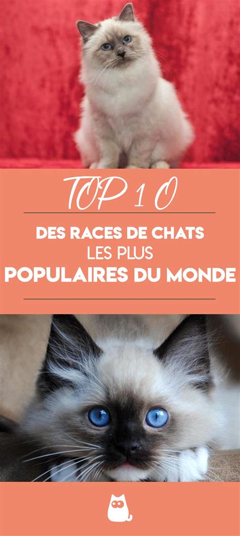 Races De Chats Les Plus Populaires Du Monde TOP 10 Races De Chats