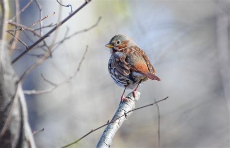 The Fox Sparrow | Audubon