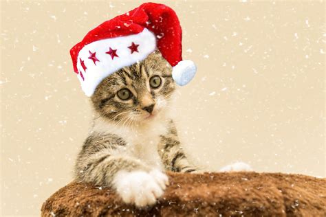 Fonds Décran Animaux De Noël Gratuits à Télécharger Wallpapers